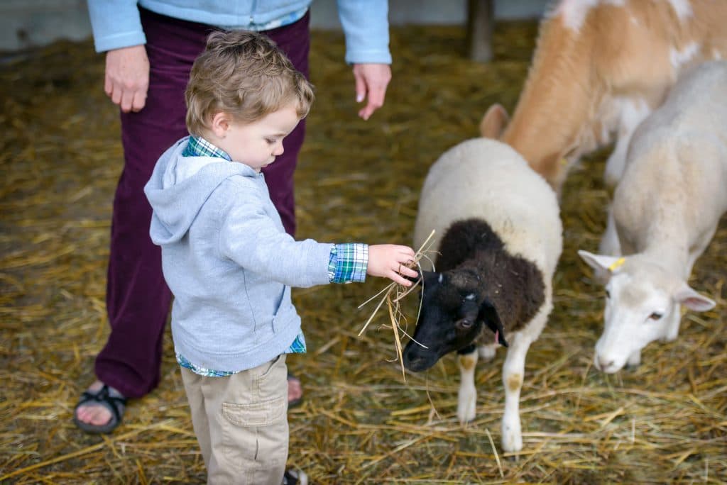 A child feeds a baby goat.