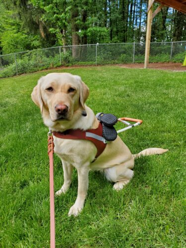 Kathrina Goodwin’s guide dog, Julia