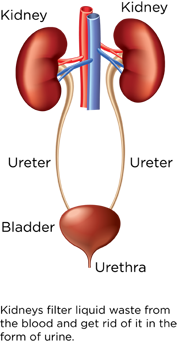 How Kidneys Work