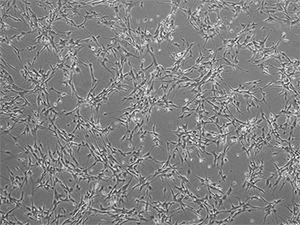 PBT-05FH cells