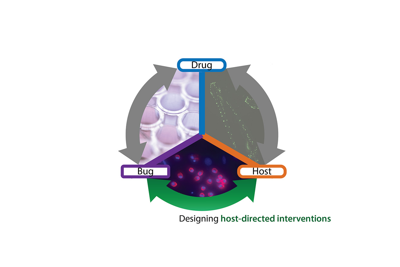 A logo that connects the words drug, bug, and host. Beneath the logo: Designing host-directed interventions