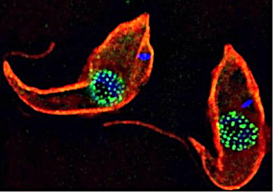 Trypanosomes