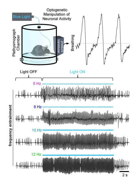 Infographic on identifying neural circuits that integrate breathing with behavior and emotion 