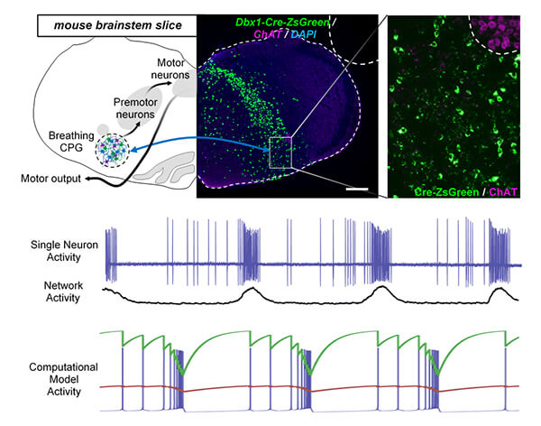 infographic on mouse brain stem and breathing control