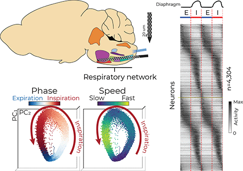 Infographic depicting respiratory network