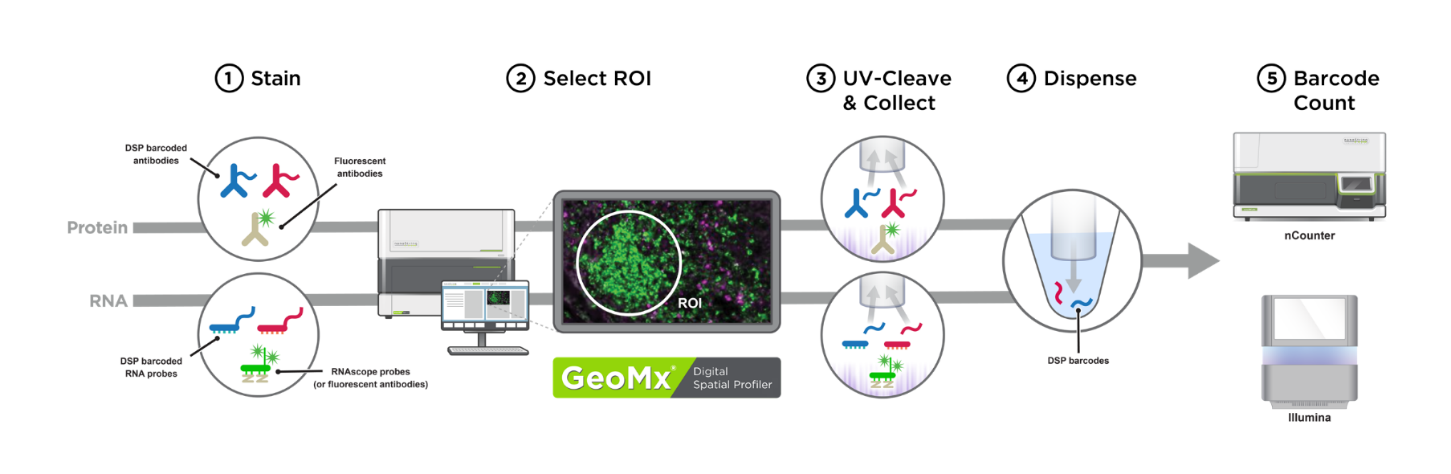 Infographic describing workflow of NanoString GeoMx Digital Spatial Profiler