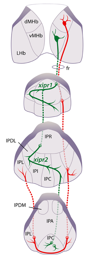 Turner Lab figure 1